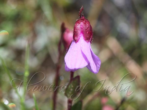 Bergenia Saxifrage