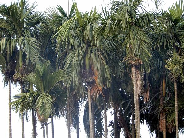 Betel Palm