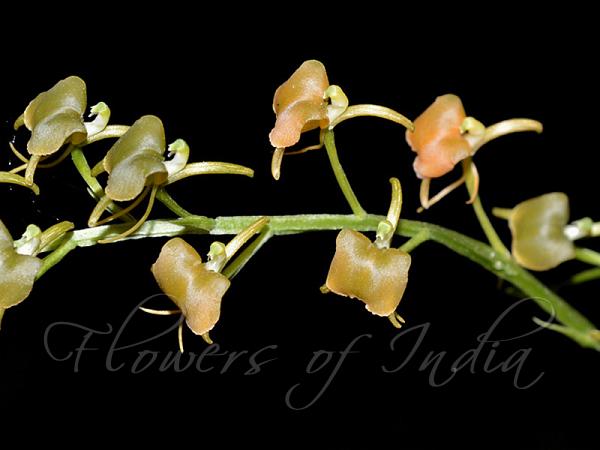 Bhutan Liparis