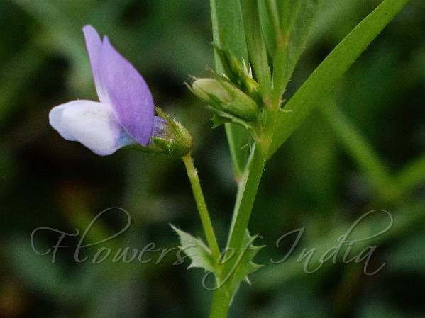 Bithynian Vetch
