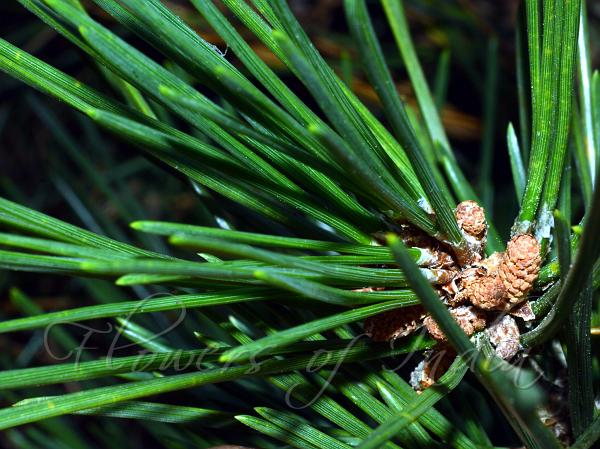 Black Pine