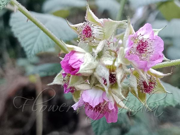Black Raspberry