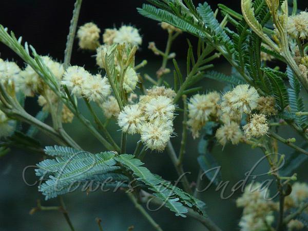 Black Wattle