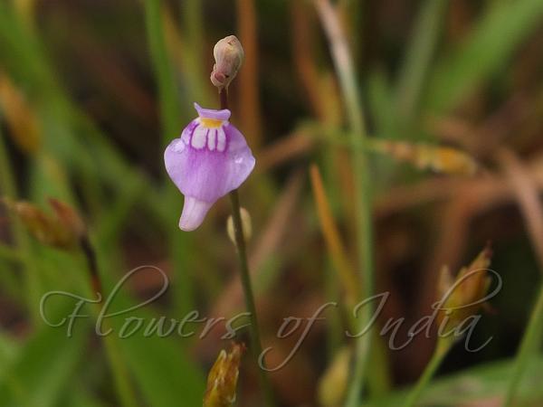 Blue Bladderwort
