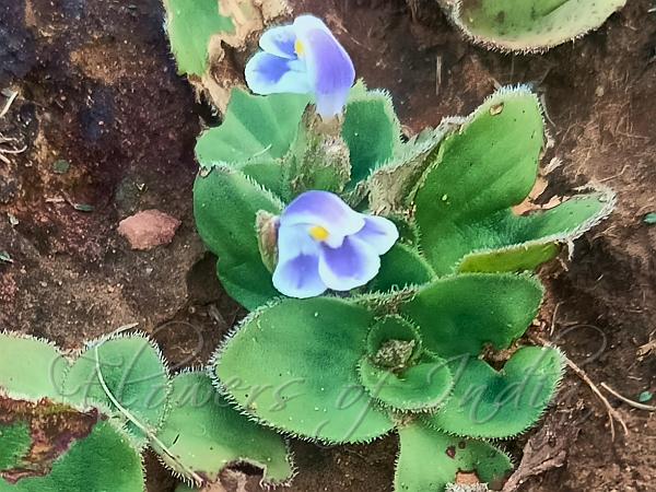 Blue Carpet Flower