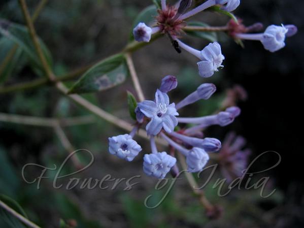 Blue Forest Champa