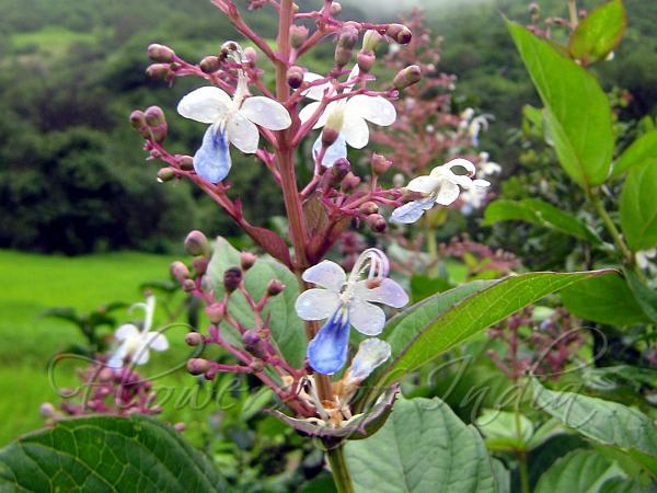 Blue Fountain Bush