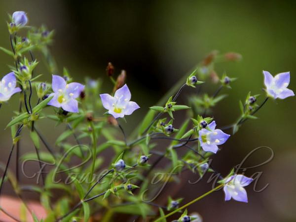 Blue Hedyotis