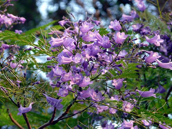 Blue Jacaranda