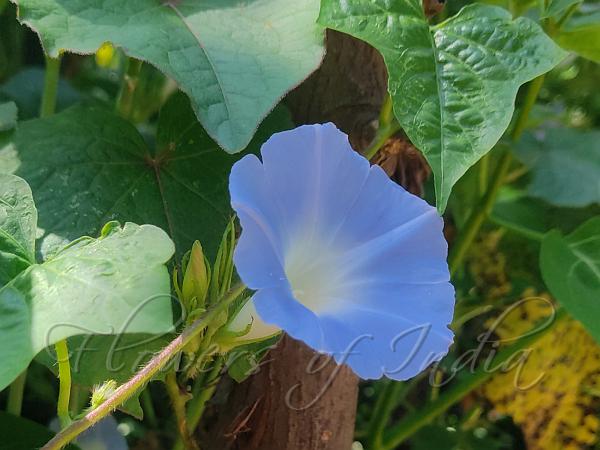 Blue Morning Glory