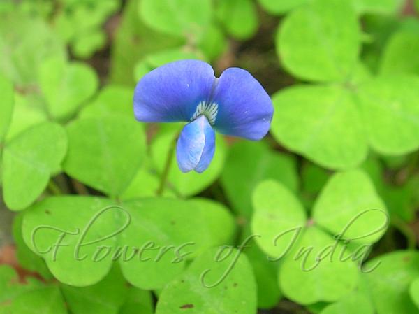 Blue Oxalis