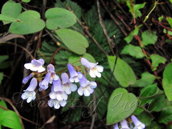 Blue Stone Flower