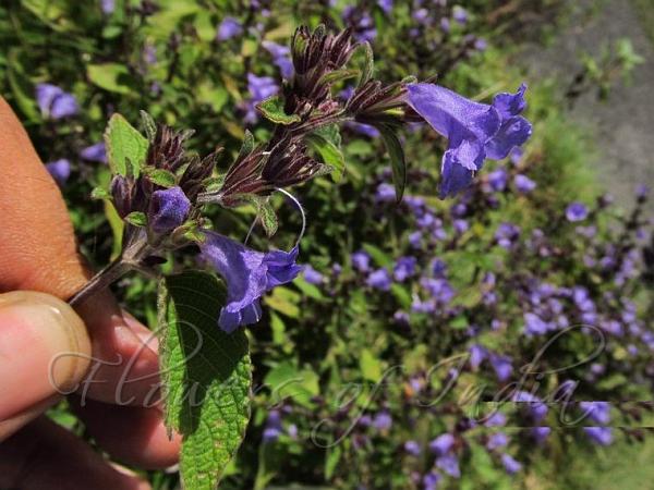 Blue Trumpet Bush