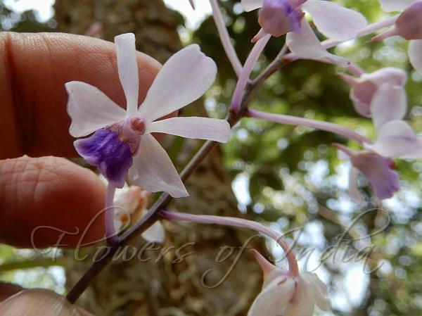 Blue-Lip Vanda