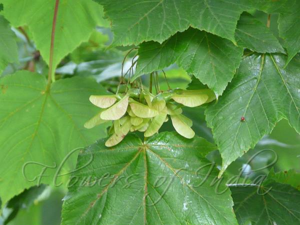 Bluish Grey Maple
