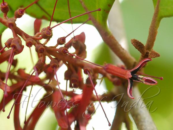 Bluntleaf Mistletoe