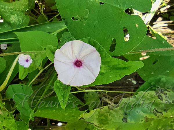 Boat Morning Glory