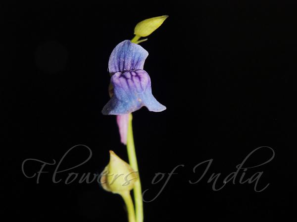 Bog Bladderwort
