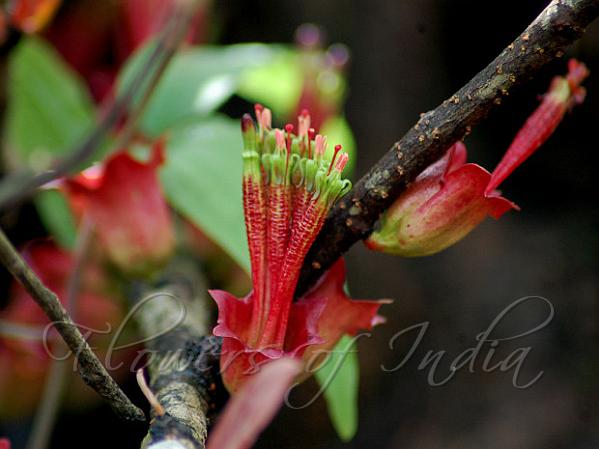 Bottle Mistletoe