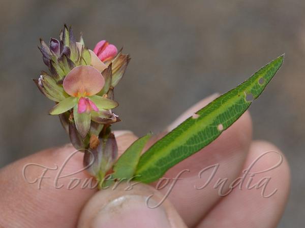 Bracted Alyce Clover
