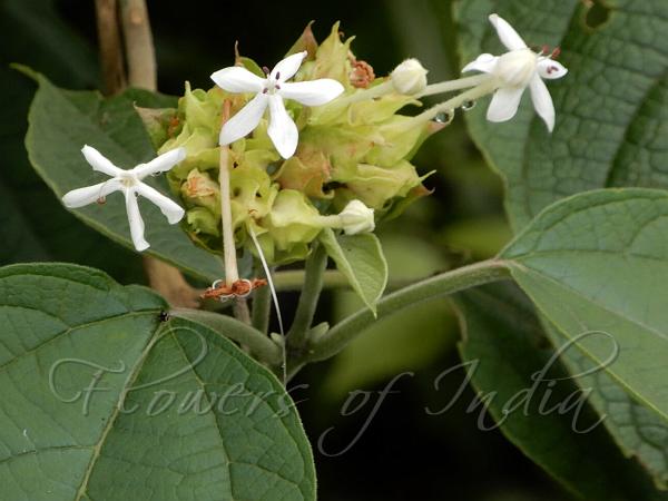 Bracted Glorybower