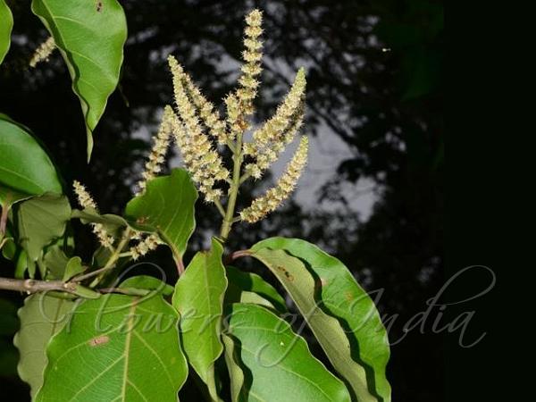 Bracted Premna