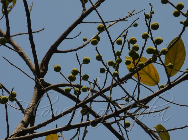 Brahma's Banyan