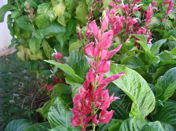 Brazilian Red Cloak