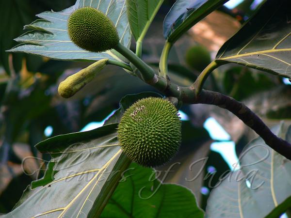 Breadfruit