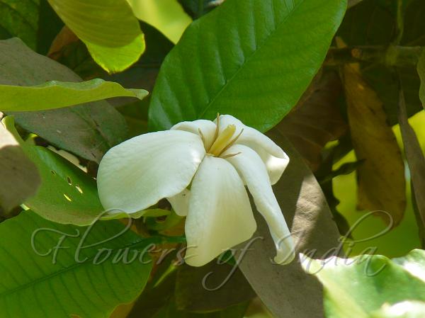Brilliant Gardenia