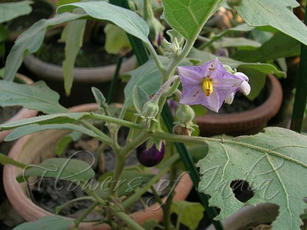 Brinjal