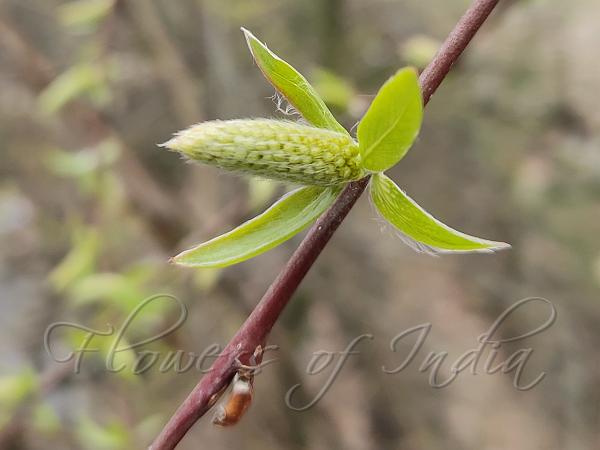 Brittle Willow