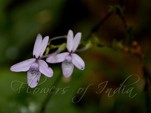 Broad-Leaf False Eranthemum