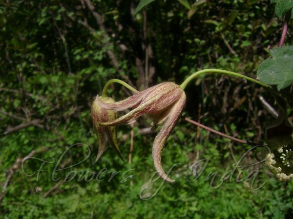 Brown Clematis