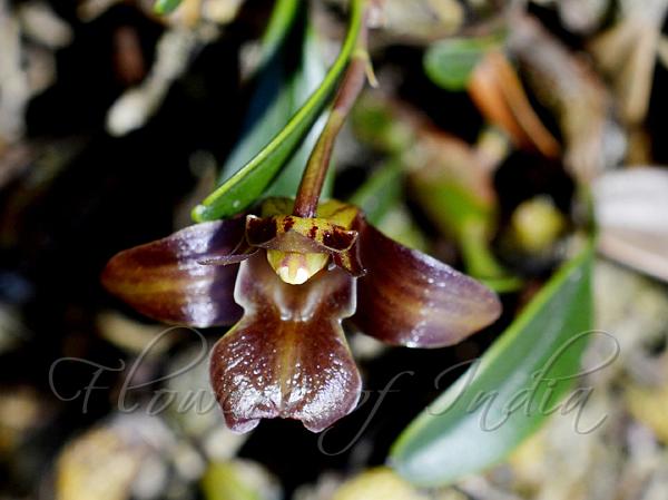 Brown Dendrobium