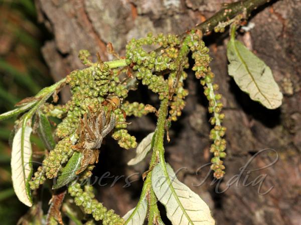 Brown Oak