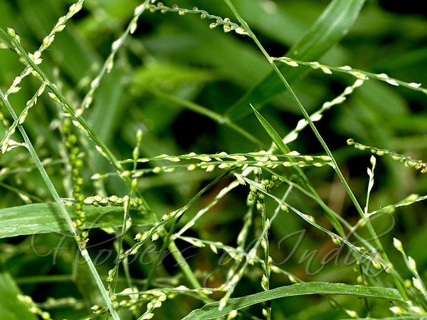Browntop Millet