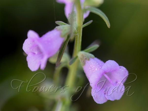 Burma Micrargeria