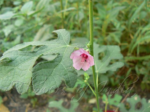 Burr Mallow