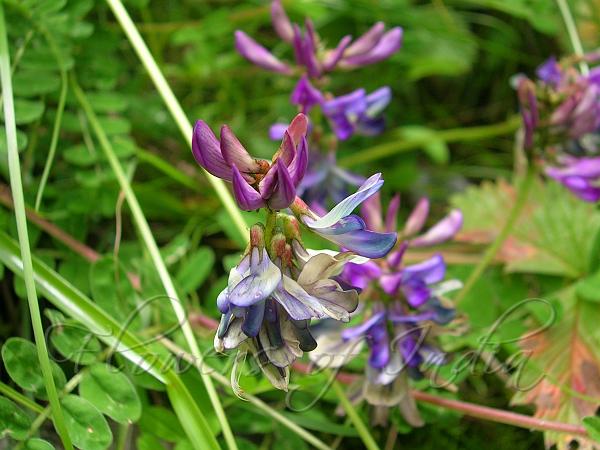 Bush Vetch
