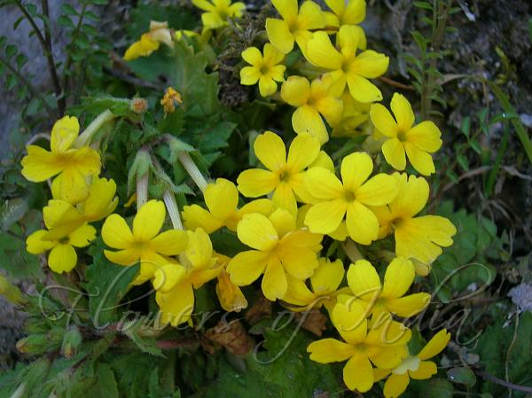 Buttercup Primrose