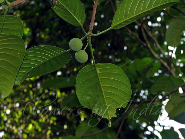 Calloused Fig