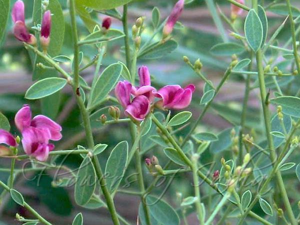 Camel Thorn