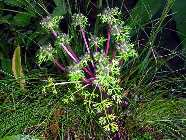 Camphor Parsley