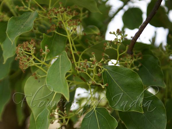 Camphor Tree