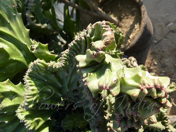 Candelabra Spurge