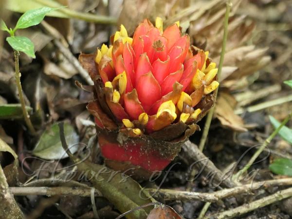 Canna-Fruit Cardamom
