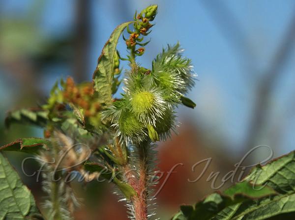 Cannabis Leaf Nettle
