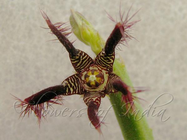 Caralluma