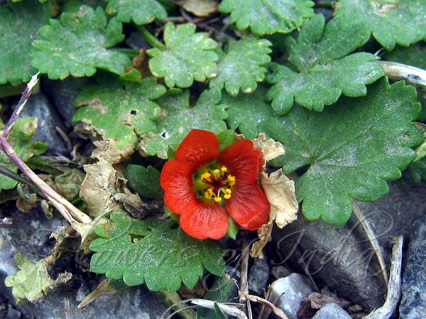 Carolina Bristle Mallow